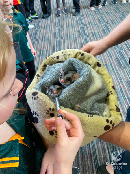 Reception - Animal Capers-5