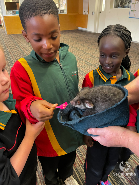 Reception - Animal Capers-10