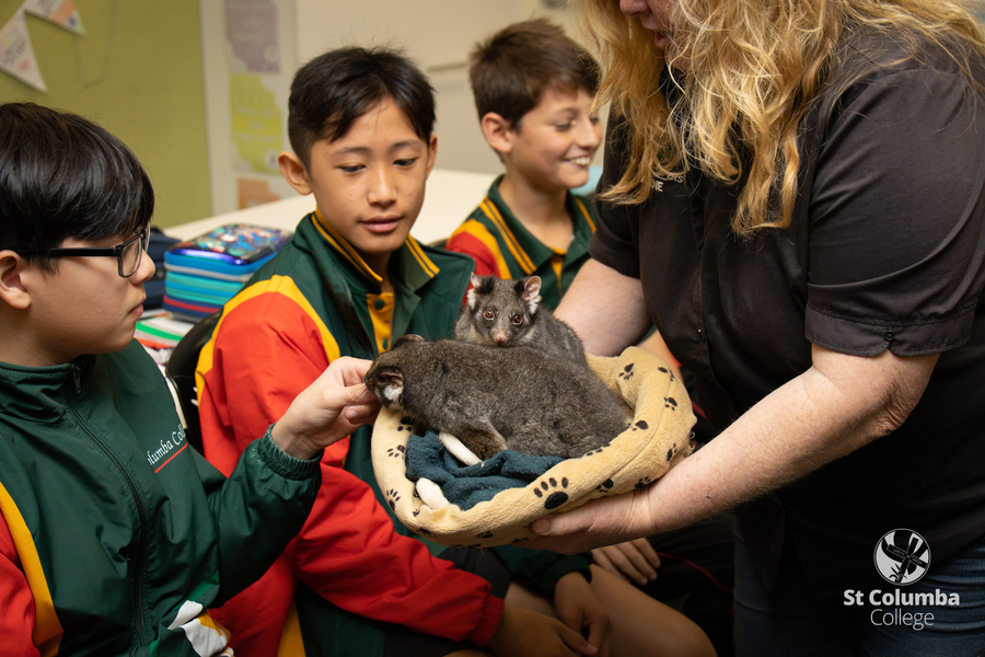 Year6_AnimalCapers_WM_009