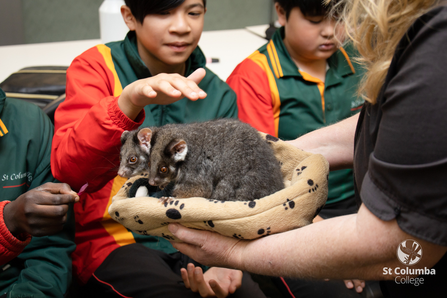 Year6_AnimalCapers_WM_011